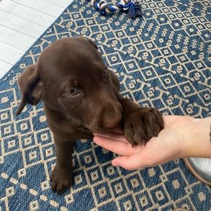 Meet your Posher, Susannah